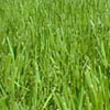 Perennial Ryegrass— (Lolium perenne)