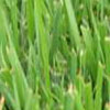 Zoysia Grass— (Zoysia tenuifolia)