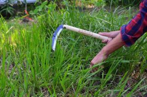 how to cut grass without a weed eater