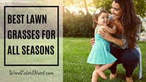 Best Lawn Grasses for Warm- and Cool-Seasons