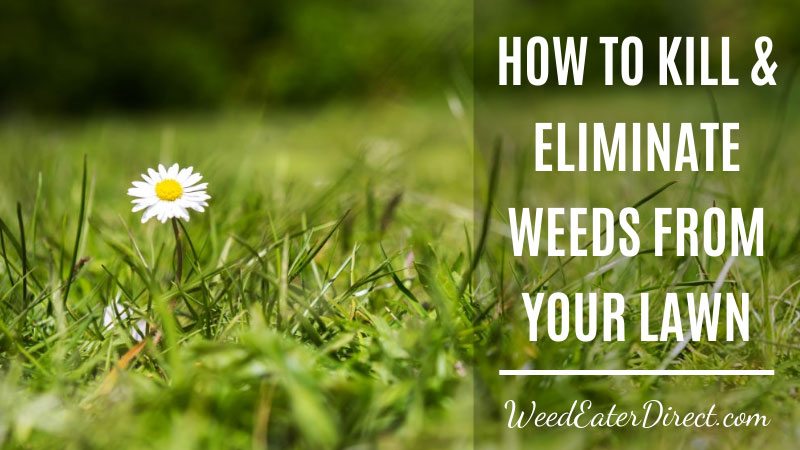 How To Kill And Eliminate Weeds From Your Lawn